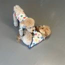 멍스쿨 전주애견유치원 애견호텔 이미지