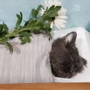 야옹동물병원 이미지