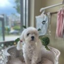 강아지는 미용빨 이미지