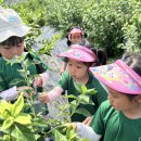 푸릇푸릇 블루베리 수확 체험 🫐 이미지