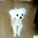 코델리아 이미지