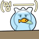 부산대패 이미지