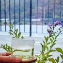 서시래연화마을 이미지