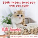 요미독 강아지분양 요미캣 고양이분양 목동점 이미지