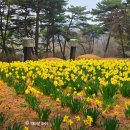 모든오피스 태안서산점 | 서산 유기방 가옥 수선화 만개 실시간 아이랑 가볼만할까? 솔직후기