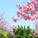 부산 민주공원 벚꽃 이미지