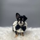 댕댕이미용실 이미지