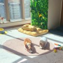 쿠이다르 이미지