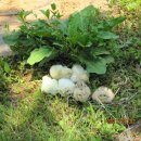 용골농장 이미지