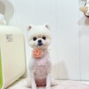 메리몰펫샵(사직점) 이미지