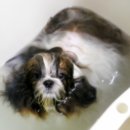 애풍 Daum카페