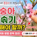 일년농사 | 복숭아 꽃솎기 왜 해야 할까? 직접 농사 지어보니 열매 크기가 달라졌습니다!