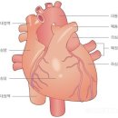 ﻿심혈관계 질환은 심장과 주요 동맥에 발생하는 질환을 말한다. 이엠생명과학연구원 이미지