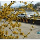 꽃보라동산 이미지