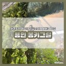 용인 기흥 애견동반 바베큐식당 몽키그릴 재방문 후기