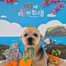 포근포근 | 신길동 애견미용 컨디션에 맞게 예쁘게 잘해주는 포근포근 후기