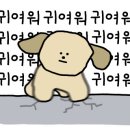 댕댕이 주전부리 이미지