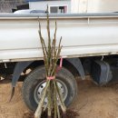 신왕농장 이미지