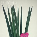 플라워특별시