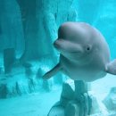 롯데월드아쿠아리움 이미지