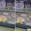 쟈밀나하 이미지