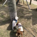 메리알동물병원 | [일상] 20210417 장군 &amp; 단지, 심장사상충약