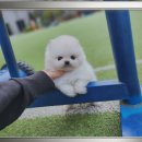 엔티크 독 이미지