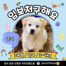 [함안보호소 유기견] 귀여운 아기강아지 ”준이“의 임보처를 구합니다!!! 이미지