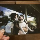 혜성동물병원 이미지