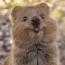 킹스가든 이미지