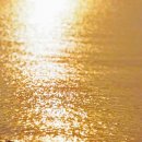 가덕 코이 이미지