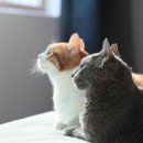 행복한 고양이 이미지