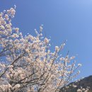 꽃길만 걷장 이미지