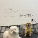 힐링힐링 반려견 교육 유치원 네이버블로그