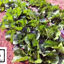 장인농장 이미지