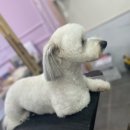 베리펫살롱 이미지