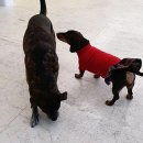 놀면뭐하개 이미지