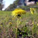 김두수「민들레」 이미지