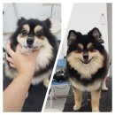 도브리댕 이미지