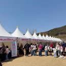 고창 벚꽃축제 생생 포토 후기, 봄의 순간을 담다