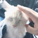 둘레길동물병원 이미지