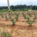 정렬농장 이미지