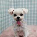 펫피파니 이미지