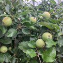 황귀비유도(망고/레몬 복숭아), 자두, 살구 수확합니다 이미지