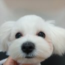 개등드리# 이미지