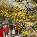산수유꽃길로 이미지
