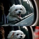 대림애견 이미지