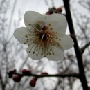 소현1리 이미지