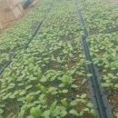 김종군농장 이미지