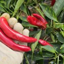 천주농장 이미지